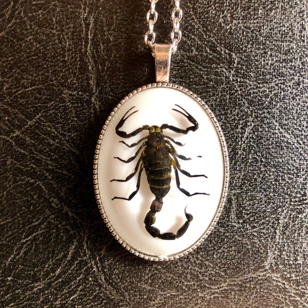 Huge Black Scorpion Arachnid Specimen in Resin Lady Cameo Dead Bug Entomology Vulture Culture Necklace