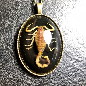 Scorpio Real Golden Yellow Bark Scorpion Specimen in Black Resin Cameo Lady Entomology Vulture Culture Bug Necklace