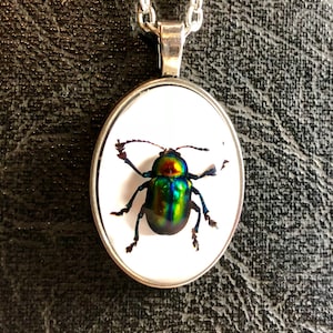 Simple Silver Rainbow Metallic Real Blue Green Jewel Beetle Preserved  Specimen in Resin Cameo Masculine Frame