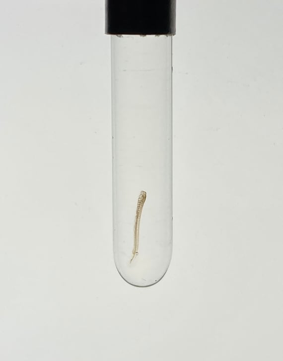 EARLIEST Gestation Real Lamprey Larvae Ammocoetes Parasite Fetus Wet  Specimen Vial Undeveloped Baby Preserved Vulture Culture Necklace 