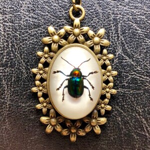 Rainbow Metallic Green Leaf Bronze Flower Insect Real Preserved Specimen in Resin Cameo Flower Frame Vulture Culture Entomology