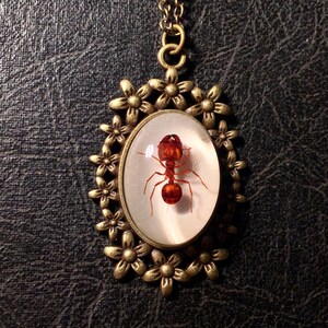 Real Big Head Giant Red Ant Specimen Cameo Resin Entomology Bug Necklace Picnic Crasher