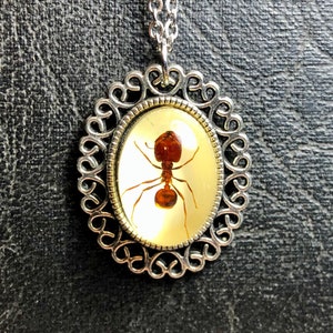 Real Big Head Giant Red Ant Specimen Cameo Resin Entomology Bug Necklace Picnic Crasher