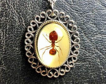 Real Big Head Giant Red Ant Specimen Cameo Resin Entomology Bug Necklace Picnic Crasher