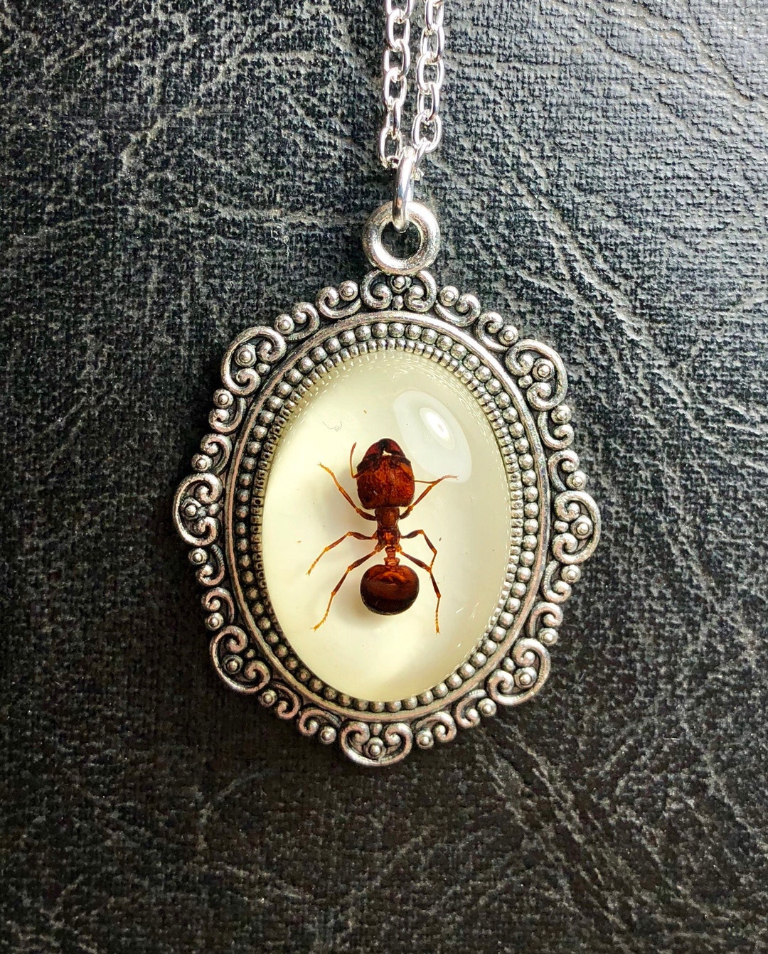 Giant Red Ant Specimen Cameo Resin Entomology Bug Real Big Head Ants