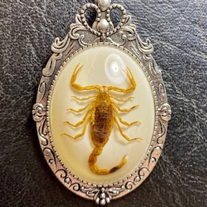 Echt Goldgelb Barke Skorpion Probe auf weißer Harz Cameo Entomologie Geier Kultur Käfer Halskette