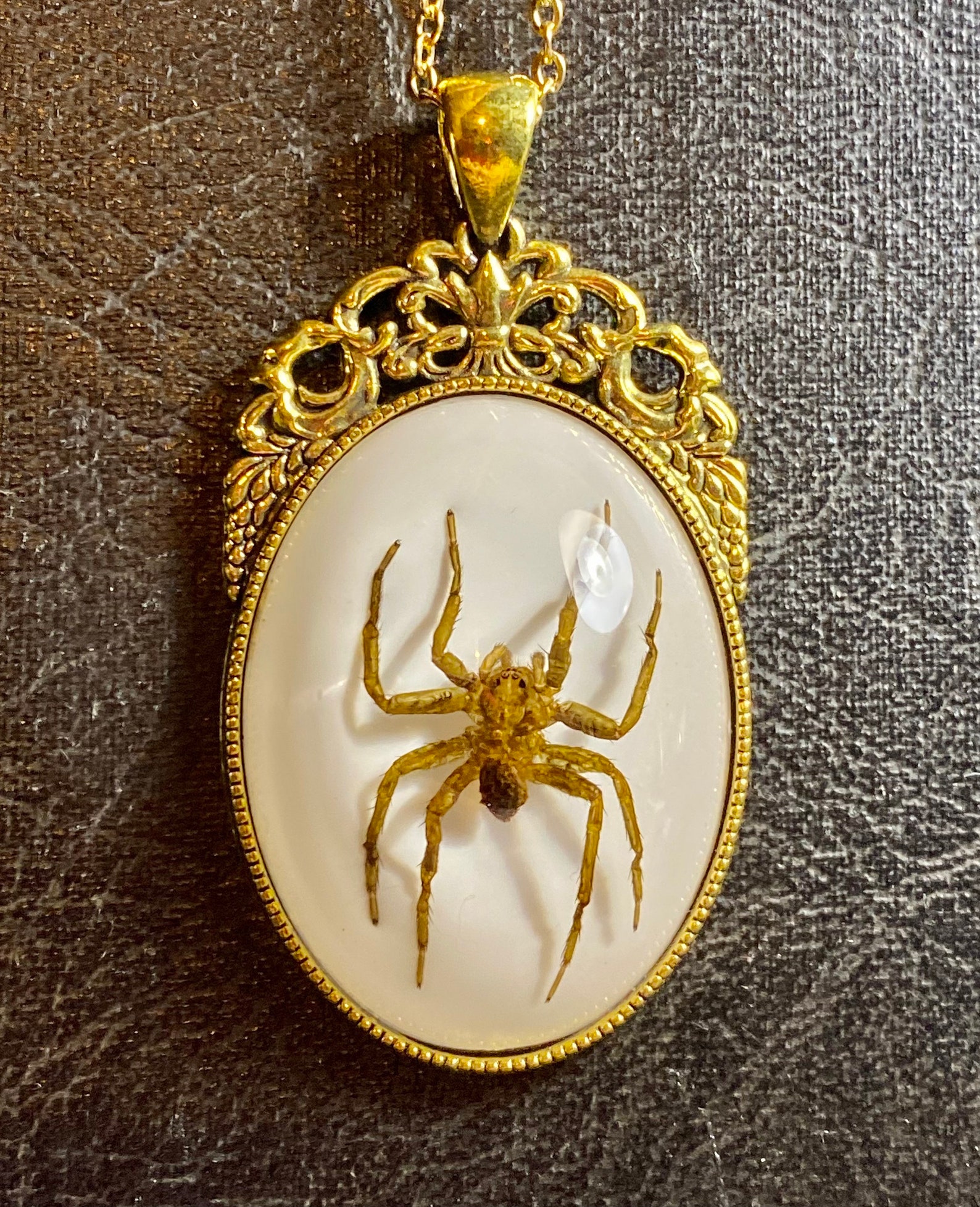 Golden Fleur De Lis Real Spider Specimen in Resin Bug Cameo - Etsy