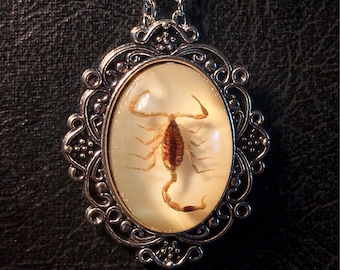 本物のサソリ、樹脂保存、現代の収集可能な化石 - Etsy 日本