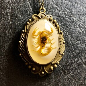 Huge Real Golden Yellow Scorpion Specimen in White Resin Cameo Flower Scroll Entomology Vulture Culture Bug Necklace image 2