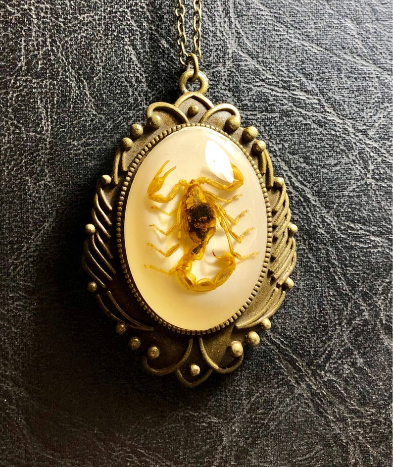 Huge Real Golden Yellow Scorpion Specimen in White Resin Cameo Flower Scroll Entomology Vulture Culture Bug Necklace image 2