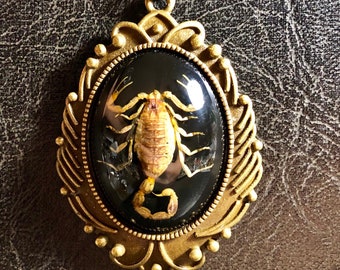 Bronze Shield Real Golden Yellow Bark Scorpion Specimen in Black Resin Cameo Entomology Vulture Culture Bug Scorpio Necklace