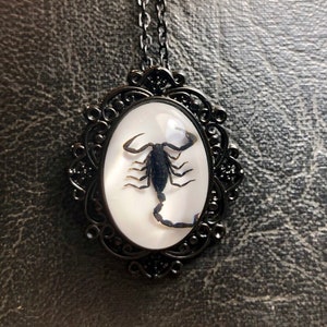 Echter Skorpion Schwarzer Skorpion erhaltenes Exemplar in Harz Cameo Schwarz Emaille Spitze Rahmen Geier Kultur Dead Bug Schmuck Halskette