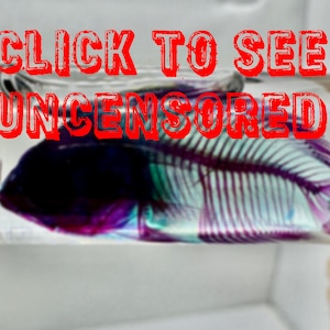 Real Diaphonized Fish Wet Specimen Choice of Cleared and Stained Preserved Diaphonization Vial Pink Blue Bones Skeleton Vulture Culture Art