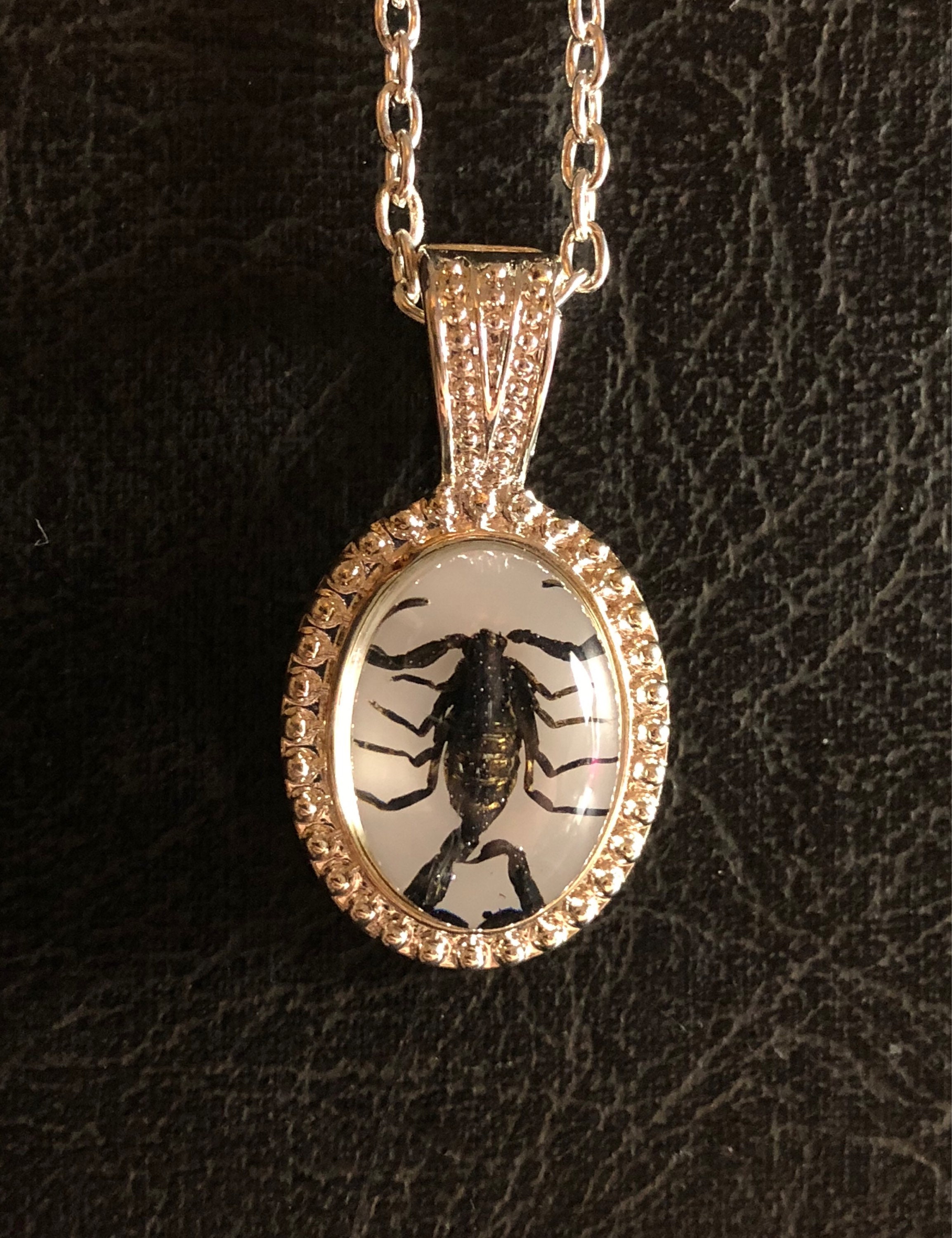 Tiny Black Baby Scorpion Specimen In Resin Cameo Vulture Etsy