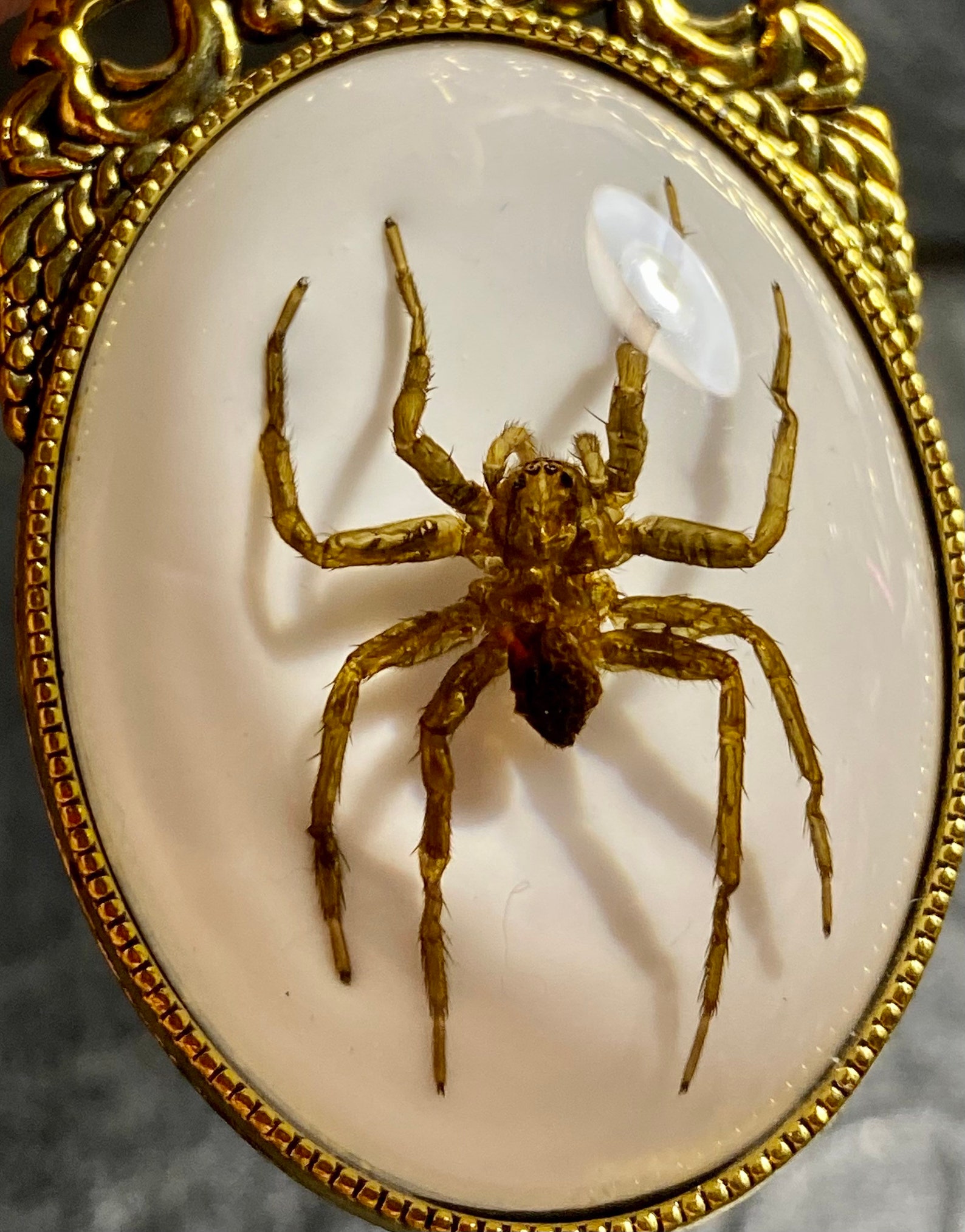 Golden Fleur De Lis Real Spider Specimen in Resin Bug Cameo - Etsy