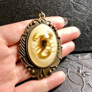 Huge Real Golden Yellow Scorpion Specimen in White Resin Cameo Flower Scroll Entomology Vulture Culture Bug Necklace image 6