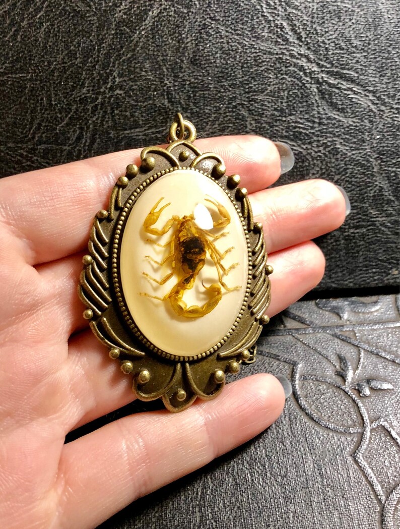 Huge Real Golden Yellow Scorpion Specimen in White Resin Cameo Flower Scroll Entomology Vulture Culture Bug Necklace image 6