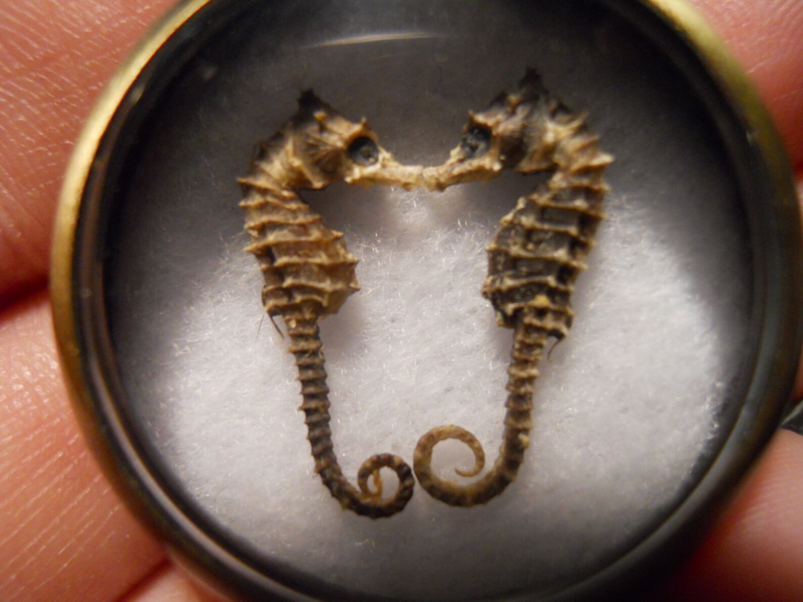 Kissing Seahorse Taxidermy Specimen Bronze Ossuary Necklace | Etsy