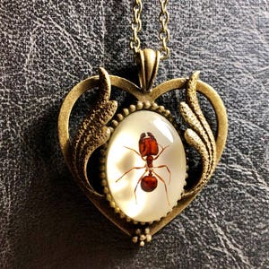 Real Big Head Giant Red Ant Specimen Heart Shaped Cameo Resin Entomology Bronze Bug Necklace Picnic Crasher