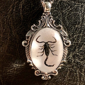 Real bug hotsell jewelry