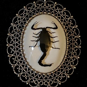 Ornate Metal Lace Brooch Real Black Scorpion Specimen in Resin Arachnid Cameo Entomology Goth Pin or Vulture Culture Necklace
