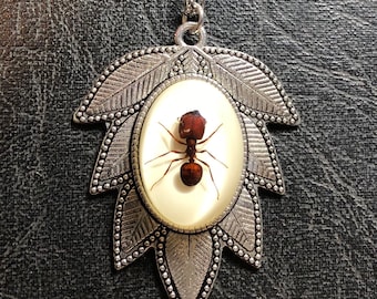 本物の巨大アマゾンアリの剥製 - ディノポネラ属 - Etsy 日本