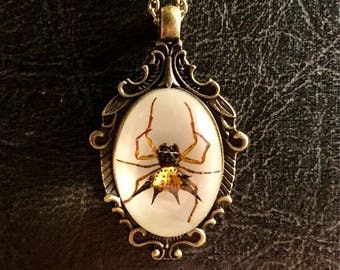 Real Spider Spiny Orb Weaver  Specimen in Resin Cameo Bronze Necklace Vulture Culture Arachnophobia Baroque Scroll Jewelry