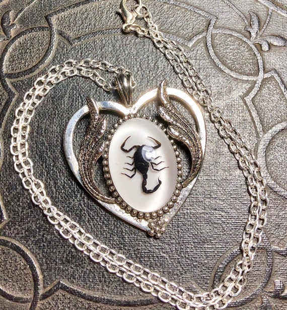 Scorpio Black Heart Real Scorpion Entomology Dead Insect Bug