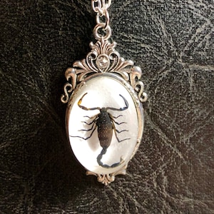 Puede incluir: Un collar con un colgante de plata y un dije de resina ovalada transparente que contiene un escorpión preservado. El colgante tiene un diseño de filigrana decorativo.