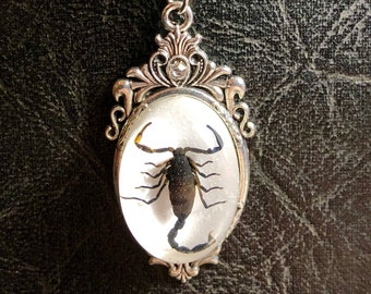Scorpio Black Scorpion Entomology Dead Insect Bug Specimen in Resin Cameo Shield Silver Scroll Necklace