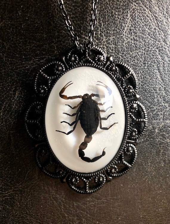 虫の標本 蜘蛛 サソリ チャグロサソリ , 蝶の標本 販売・通販の