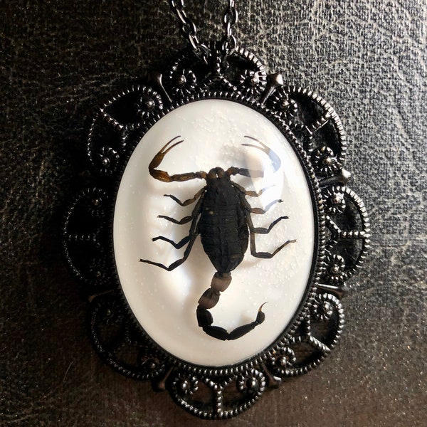 Huge Real Black Scorpion Preserved Arachnid Specimen in Resin Cameo Dead Bug Entomology Vulture Culture Necklace