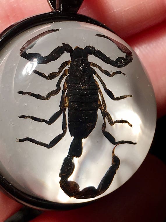 さそり（ 蠍 ）剥製標本 コレクション