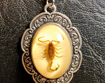 本物のサソリ、樹脂保存、現代の収集可能な化石 - Etsy 日本