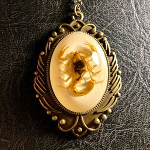 Huge Real Golden Yellow Scorpion Specimen in White Resin Cameo Flower Scroll Entomology Vulture Culture Bug Necklace image 1