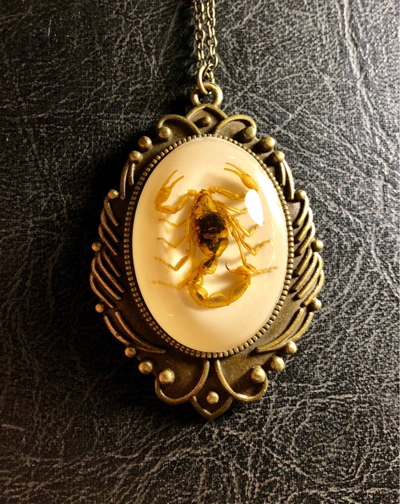 Huge Real Golden Yellow Scorpion Specimen in White Resin Cameo Flower Scroll Entomology Vulture Culture Bug Necklace image 1