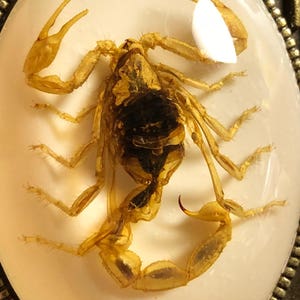 Huge Real Golden Yellow Scorpion Specimen in White Resin Cameo Flower Scroll Entomology Vulture Culture Bug Necklace image 5