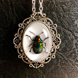 Real Leaf Beetle Rainbow Insect Preserved Specimen in Resin Cameo Silver Lace Frame Vulture Culture Statement Bug Necklace