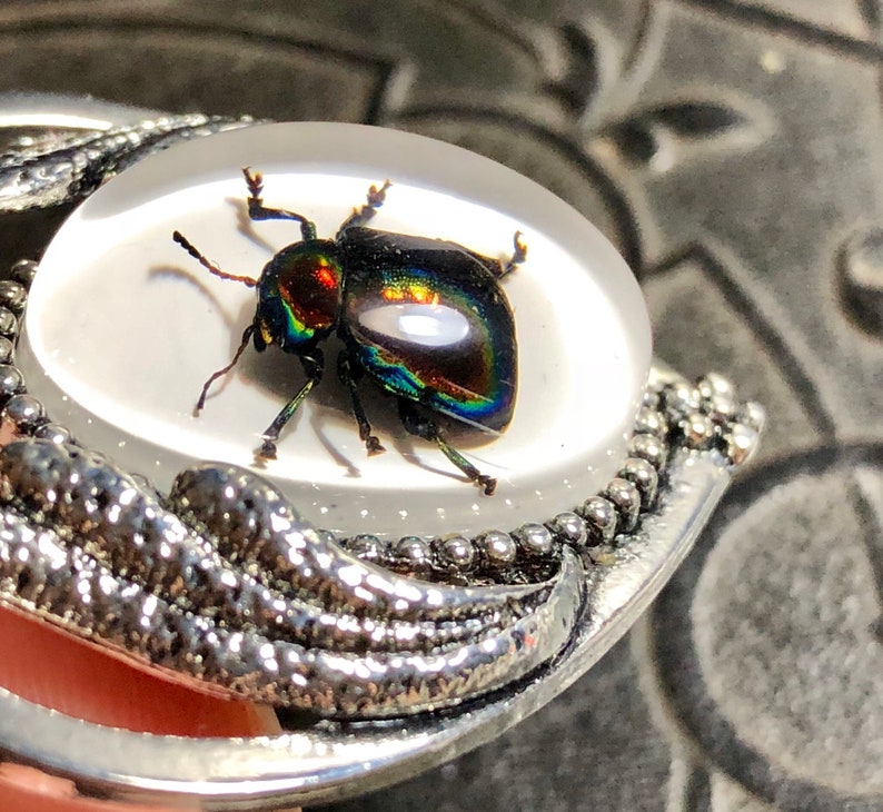 Sweet Silver Heart Real Rainbow Metallic Leaf Beetle Insect - Etsy