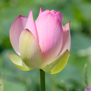 Lotus Lily Photo, Pink Flower, Aquatic Gardens, Summer Lotus, Fine Art Print, Kenilworth Gardens, Washington DC, Blooming, Lotus Photograph