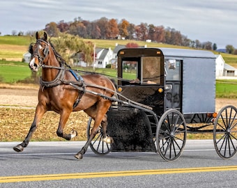 Amish buggy sale horses for sale