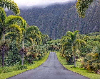 Hoʻomaluhia Botanical Garden Photo, Oahu, Hawaii Wall Art, Wall Decor, Forest, Plants, Hawaii Wall Decor, Travel Print, Oahu Photography