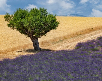 Provence France Photo, Lavender Field print, French Decor, Wall Art, Landscape, Travel Print, France Photograph, Provencal Lavender