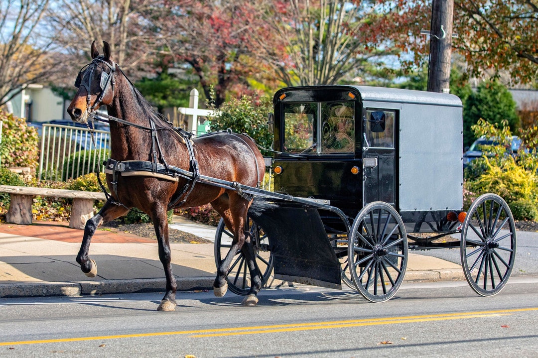 Amish Photo, Horse and Buggy, Photograph, Amish Print, Amish Art, Wall
