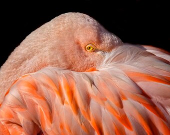 Flamingo Macro Photo, Flamingo Sleeping, Orange Wall Art, Wall Decor, Bird Art, Feathers, Wildlife Photography, Nature Fine Art