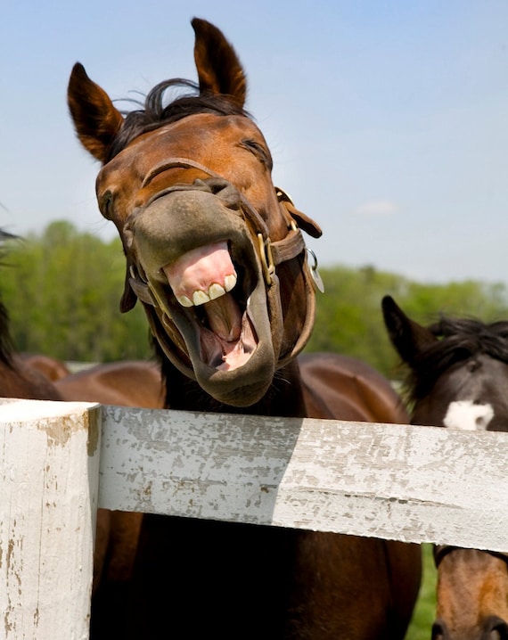 Thoroughbred Horse Photo Laughing Horse Humorous Horse Etsy