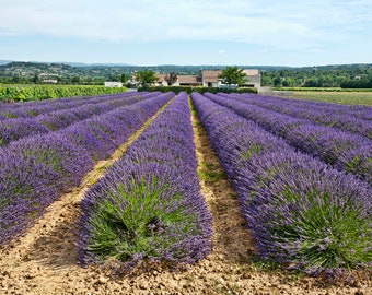 France Photography, Provence Photo, Lavender Field, South of France, Provence Photography, Purple