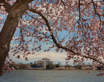 Washington DC, Cherry Blossoms Photograph, Tidal Basin, Blooming, Cherry Trees, Spring, Jefferson Memorial, DC Decor, Wall Decor