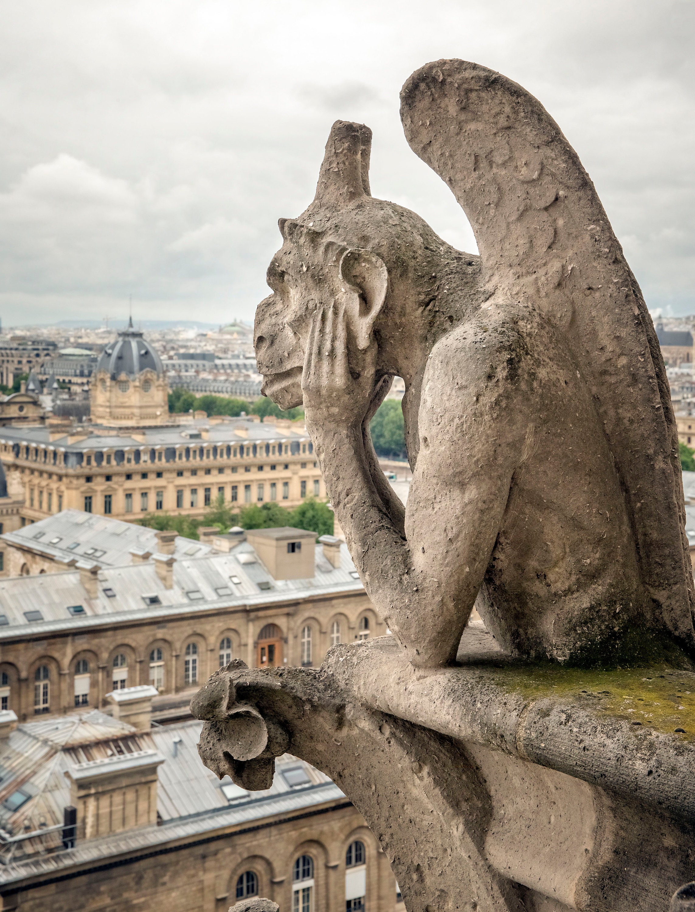 notre dame cathedral gargoyles drawing