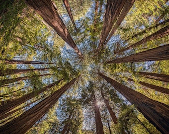 Redwoods Forest Photo, Muir Woods, San Francisco Art, Wall Art, Wall Decor, Nature, Forest Photo, Travel Print, Redwood Trees